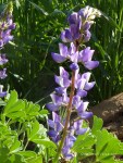P1000747 Lupine Sig