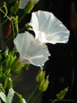 P1000773 Morning Glories
