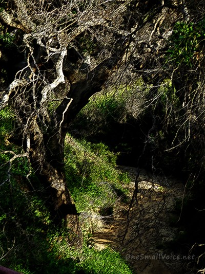 P1000782 Shaded Trail