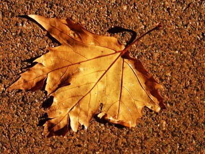 19-love-in-out-p1040162