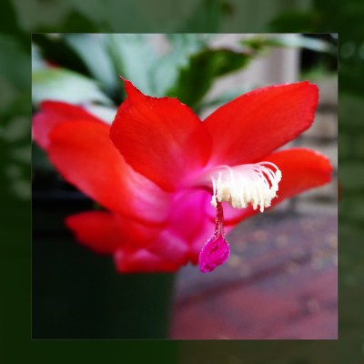 68-christmas-cactus-p1040971