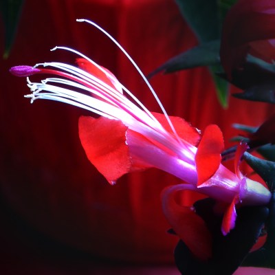 73-stamen-and-pistil-p1050093